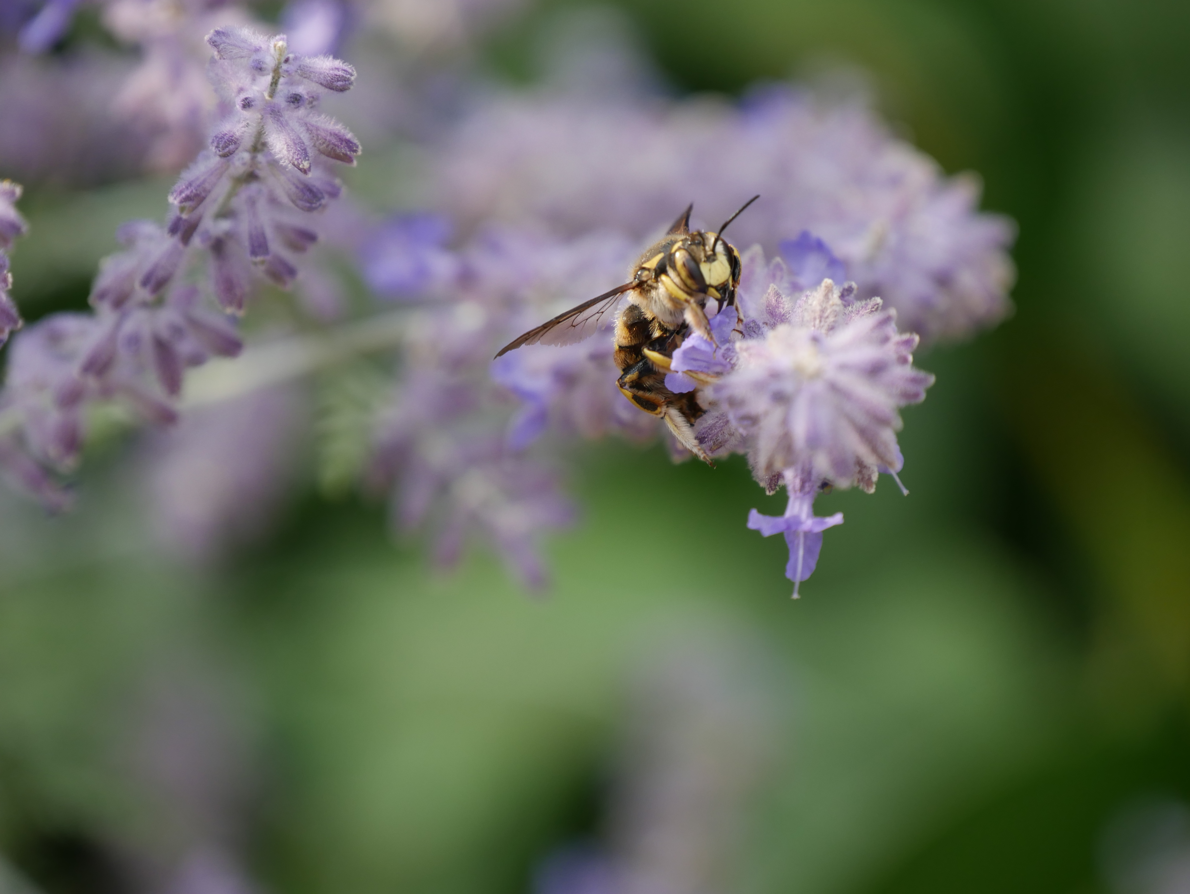 Anthidium florentinum