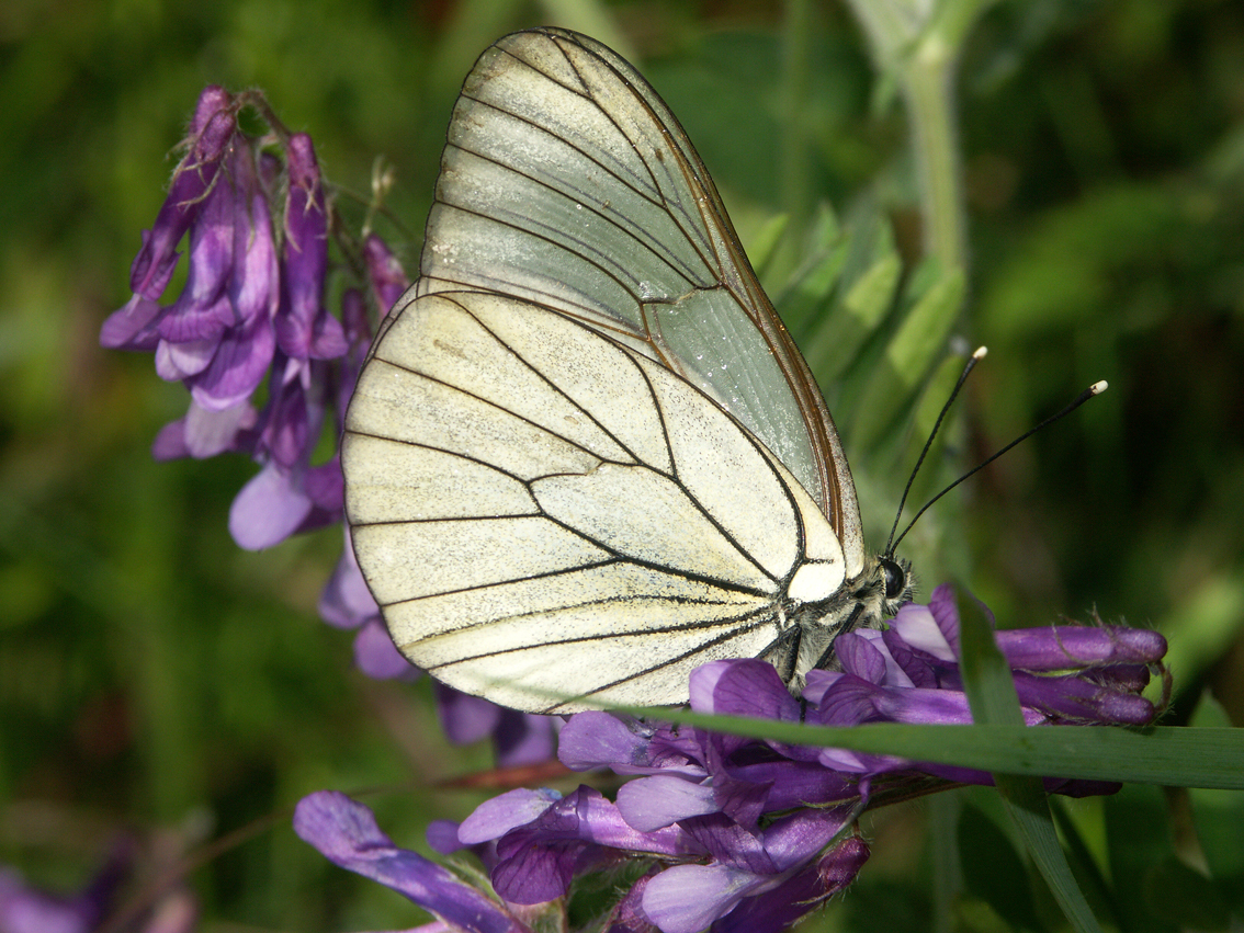 Aporia Crataegi