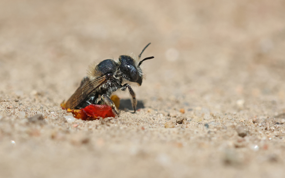 Photo d'un Hoplitis papaveris