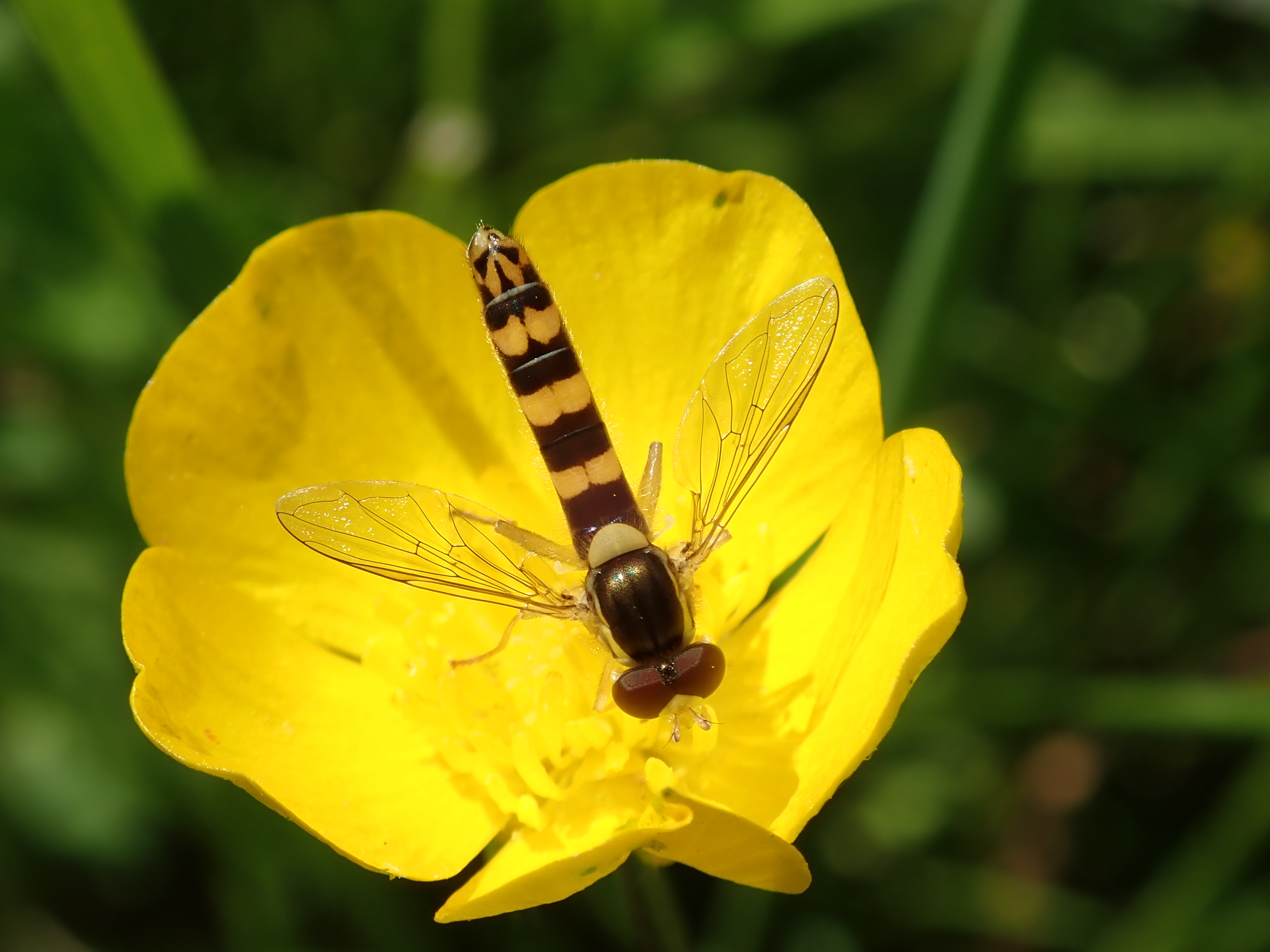 Sphaerophoria scripta