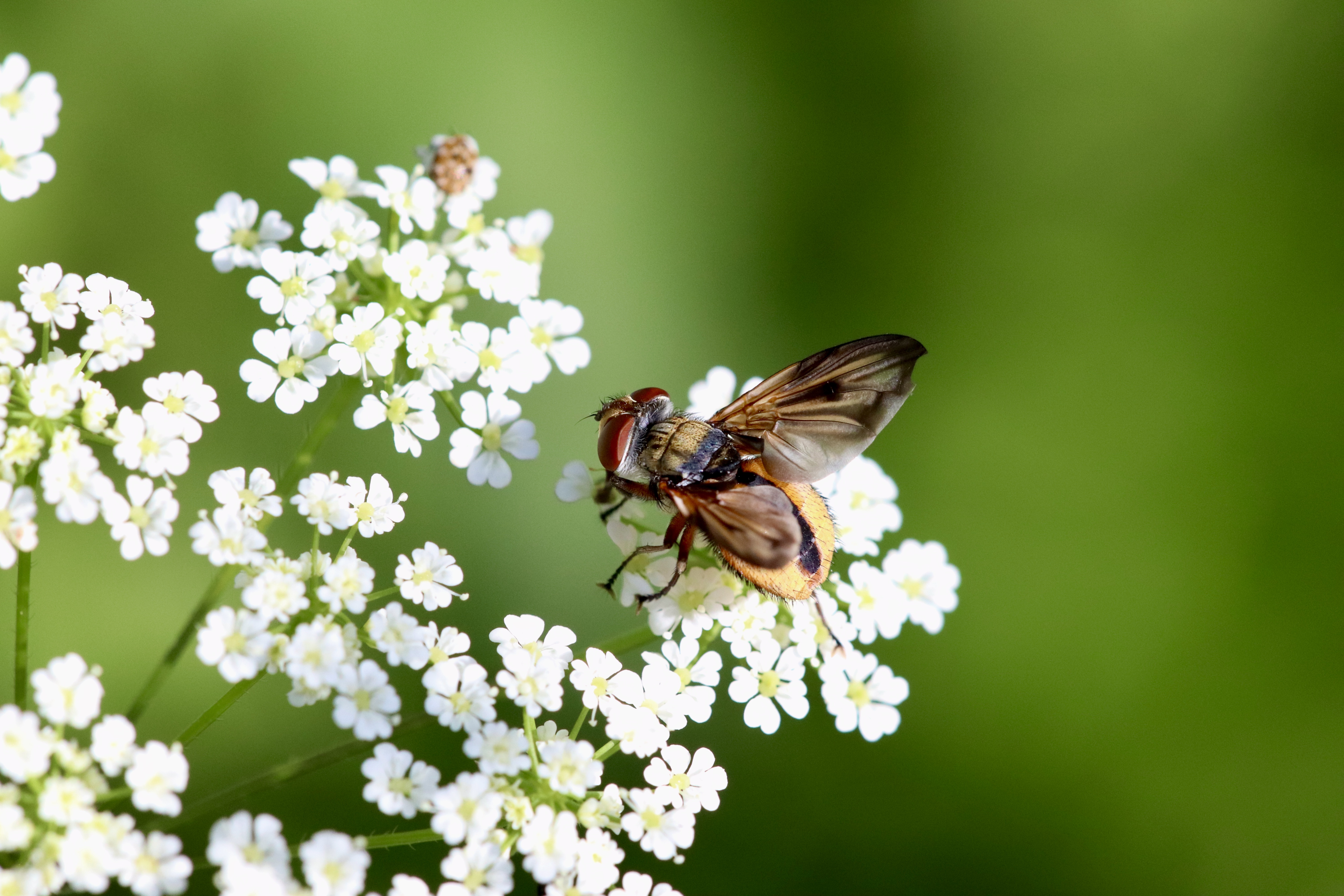Diptère sur une fleur