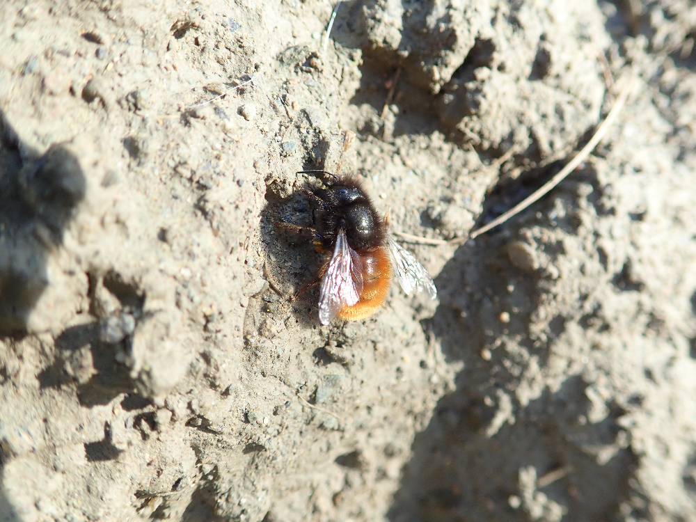 Illustration d'un inscecte pollinisateur nommé osmia cornuta