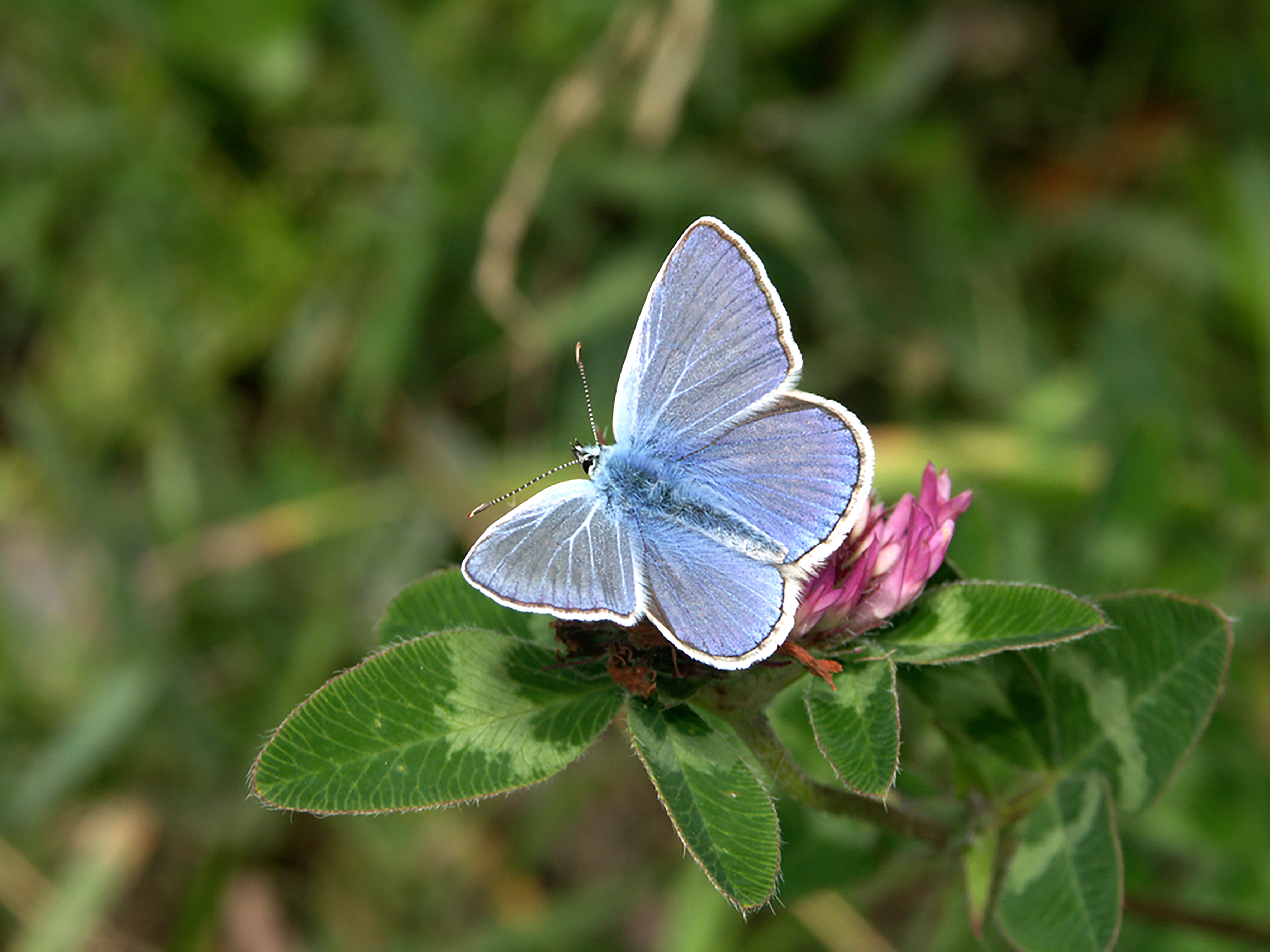 Polyommatus icarus
