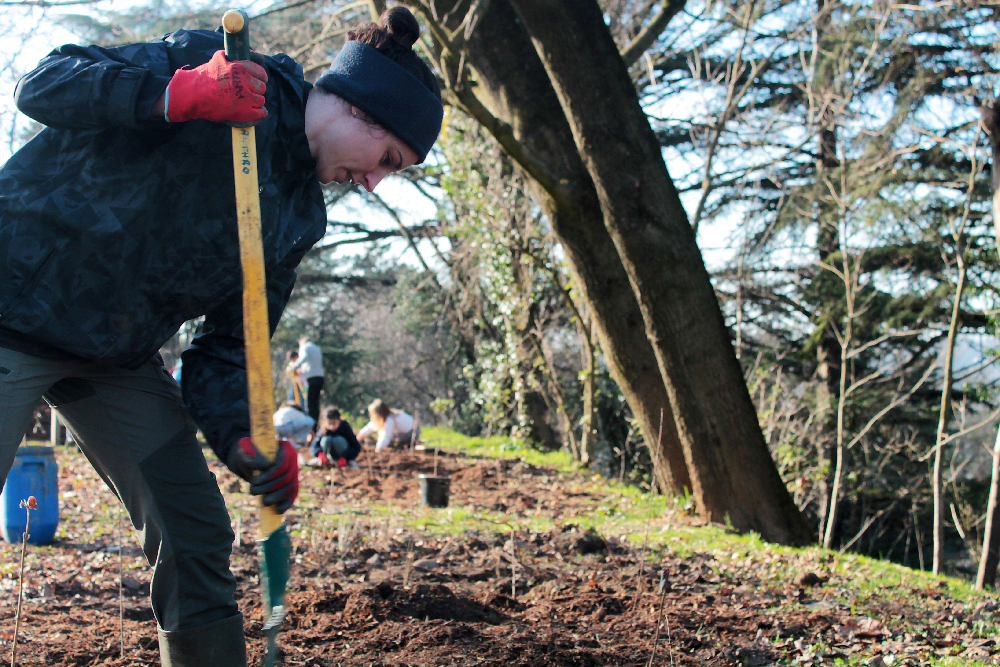Illustration d'un chantier de plantation