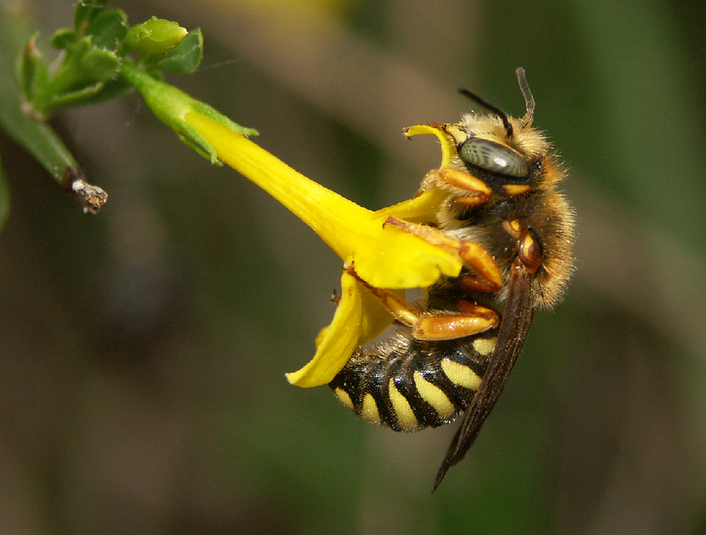 Illustration d'un pollinisateur pour évoquer le plan pollinisateur