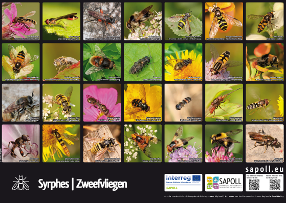 Illustration du poster sur les syrphes