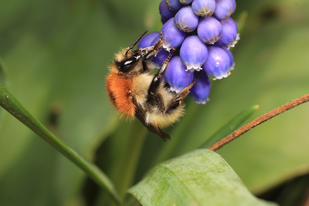 Illustration d'un bourdon "Bombus Pascuorum"