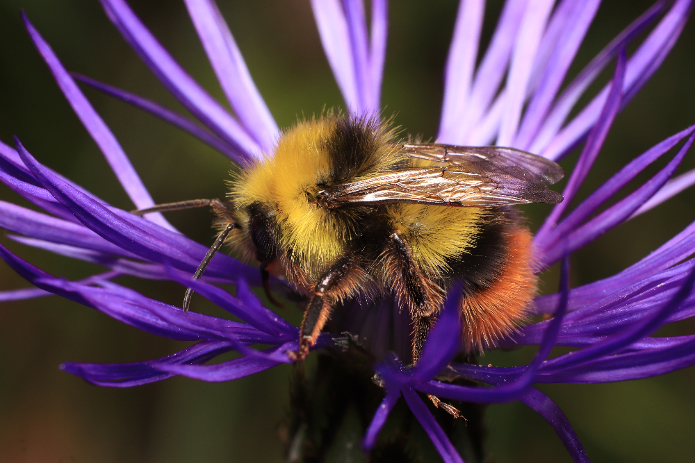 Illustration d'un bourdon "Bombus pratorum" en cours de pollinisation