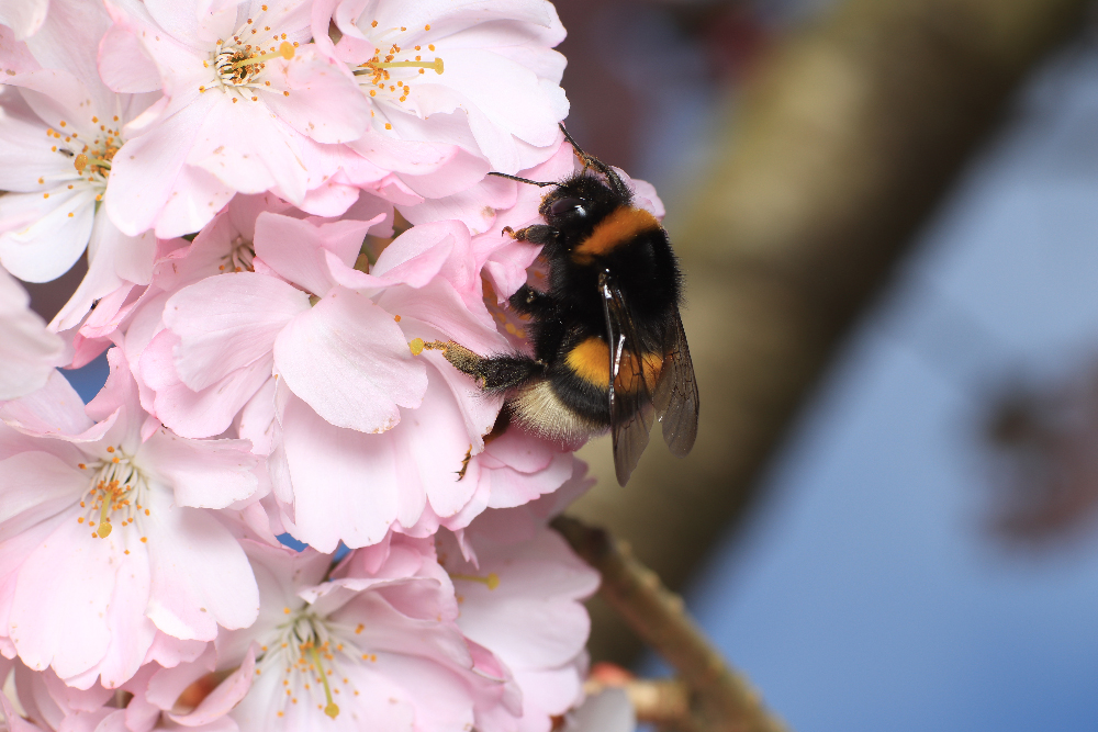 Illustration d'un bourdon "Bombus Terrestris"