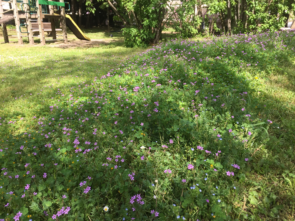 Photo d'une tonte différenciée dans une résidence de Caluire-et-Cuire, rue Margnolles.