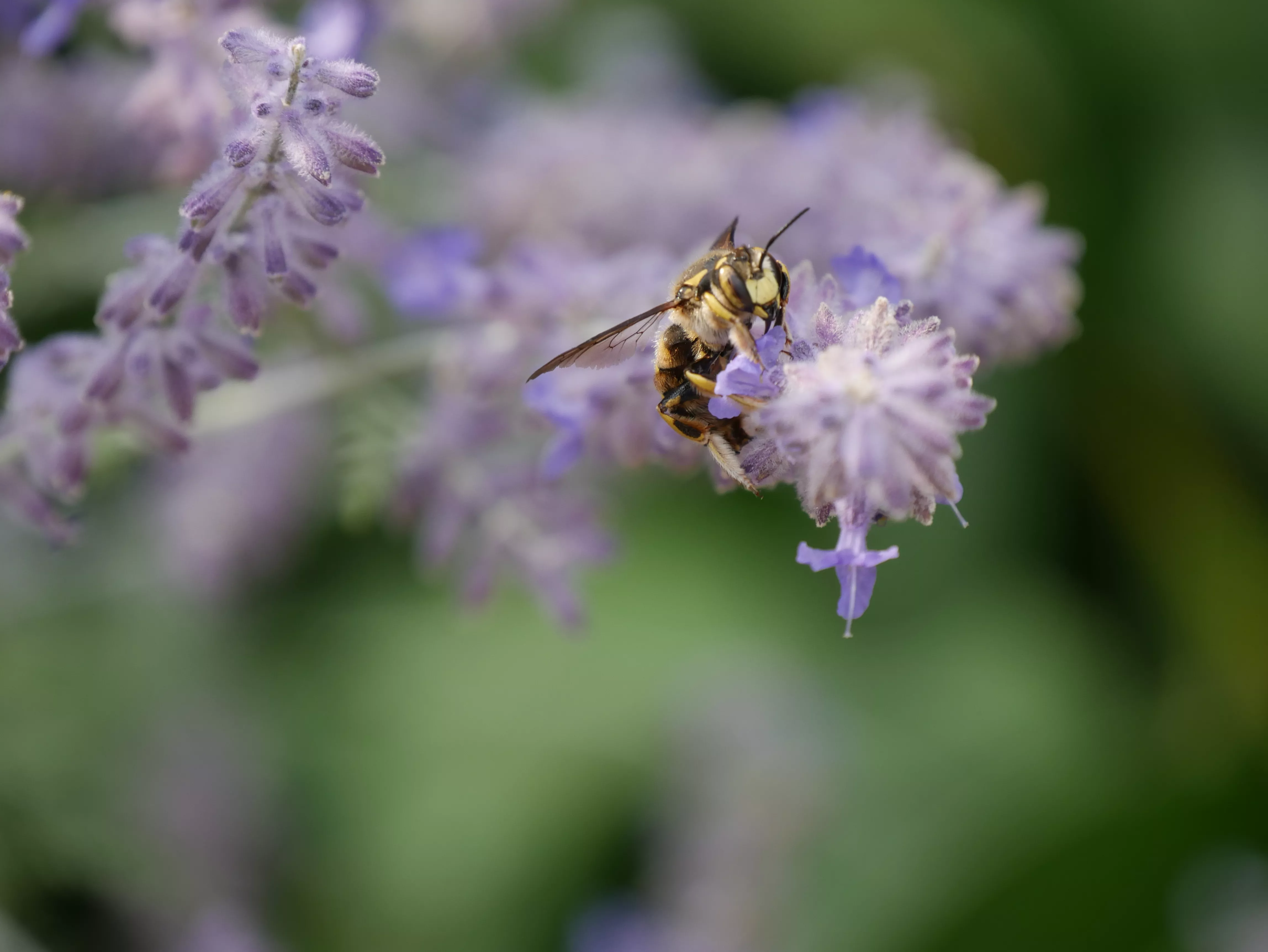 Anthidium florentinum