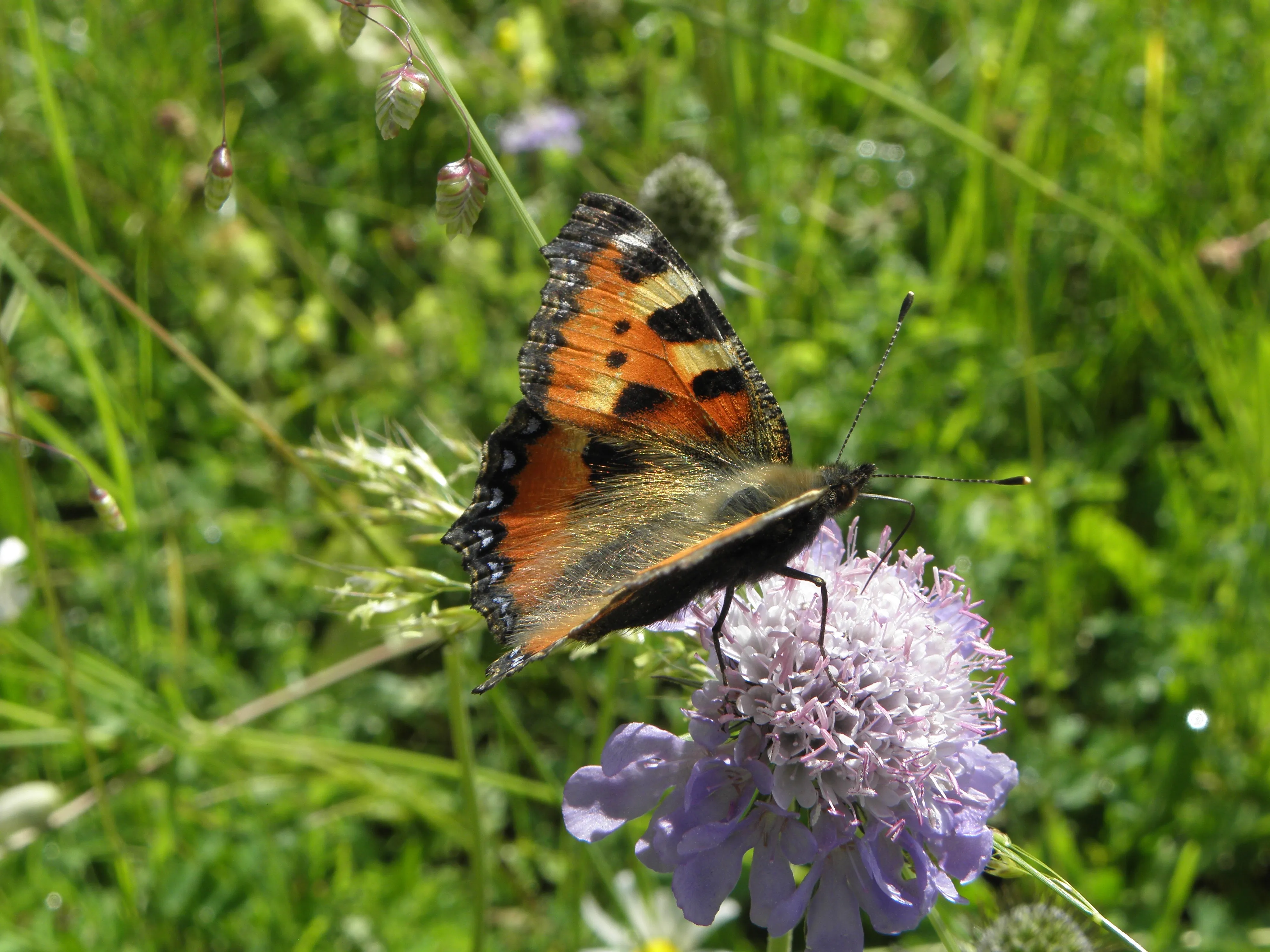 Aglais urticae