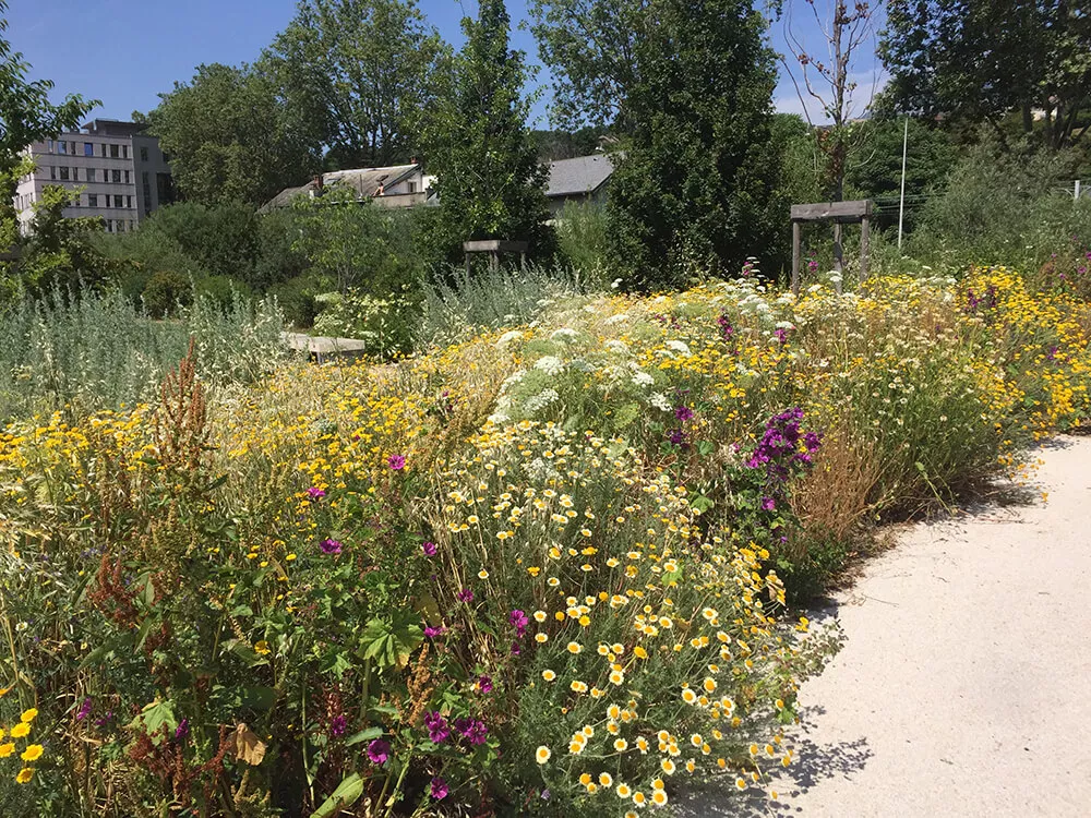 massif de plantes herbacées indigènes