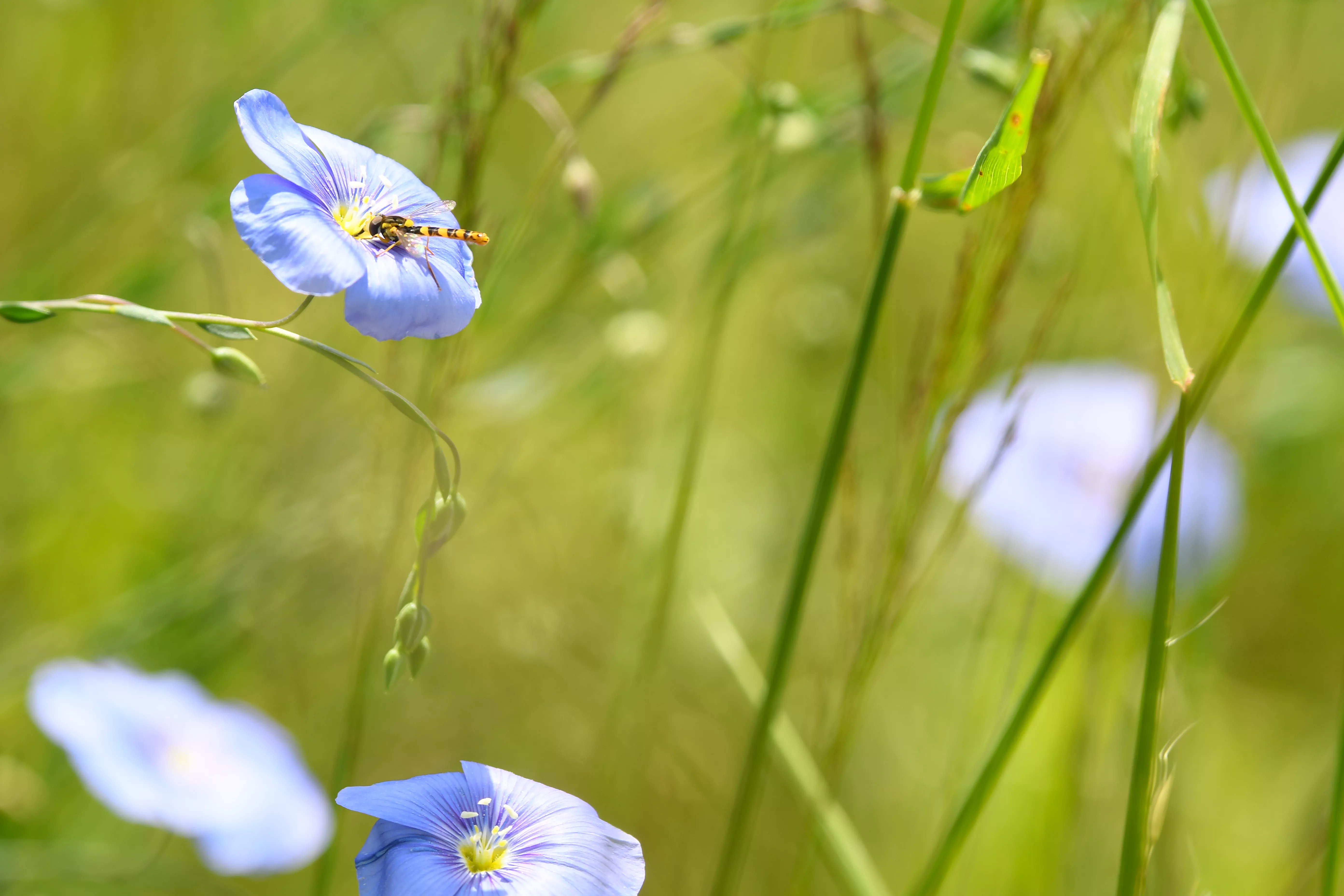 Syrphe porte-plume (Sphaerophoria scripta)