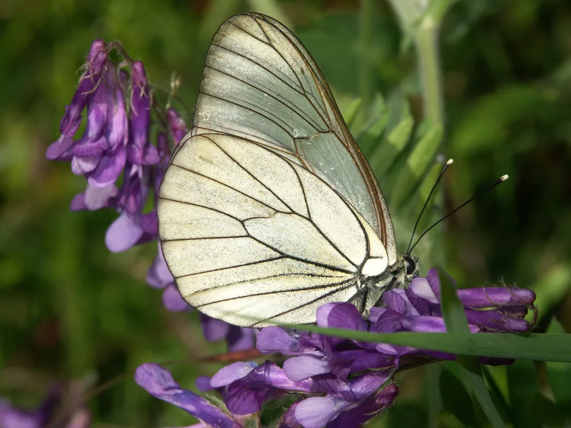 Aporia Crataegi