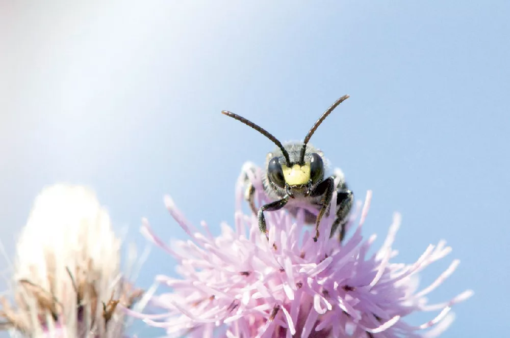 Abeille sauvage en cours de pollinisation