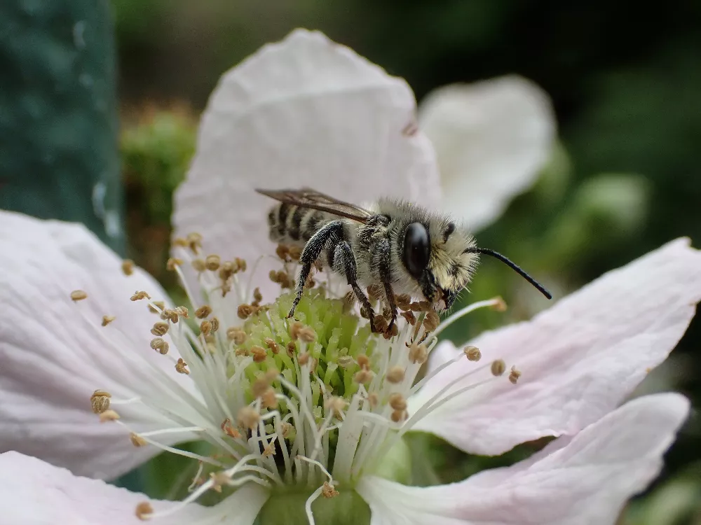Photo d'un Mégachile, un genre d'insectes hyménoptères de la famille des Megachilidae, communément appelées « mégachiles »
