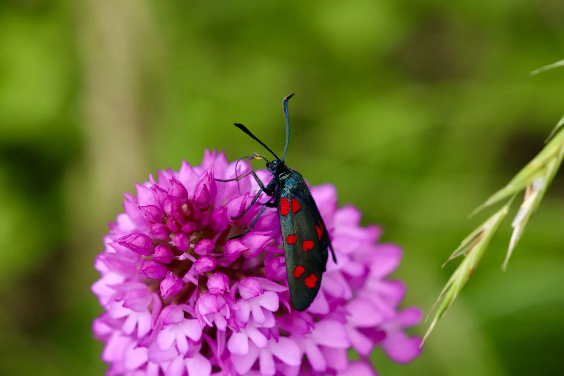 Zygaena filipendulae transalpina
