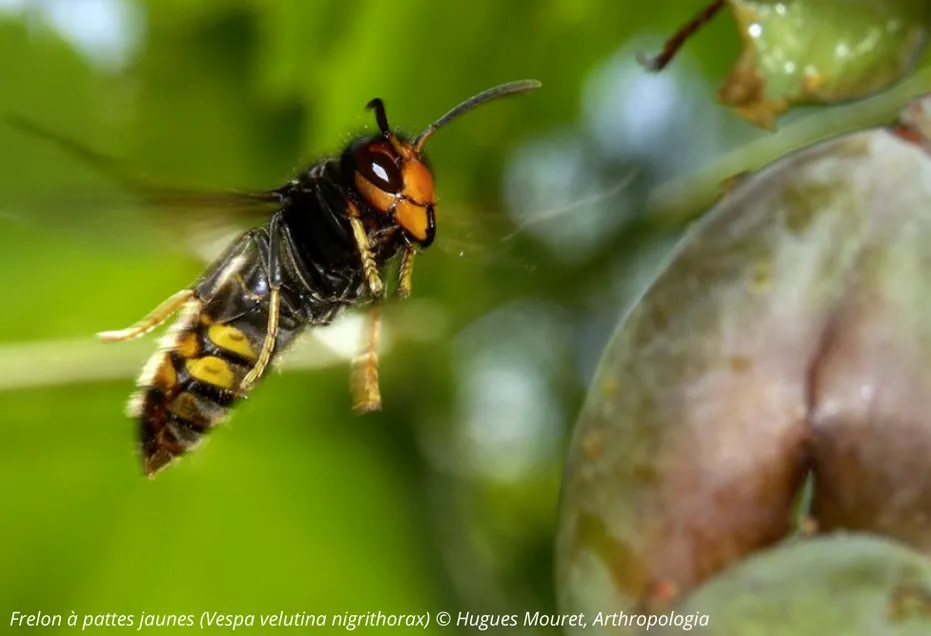 frelon à pattes jaunes 