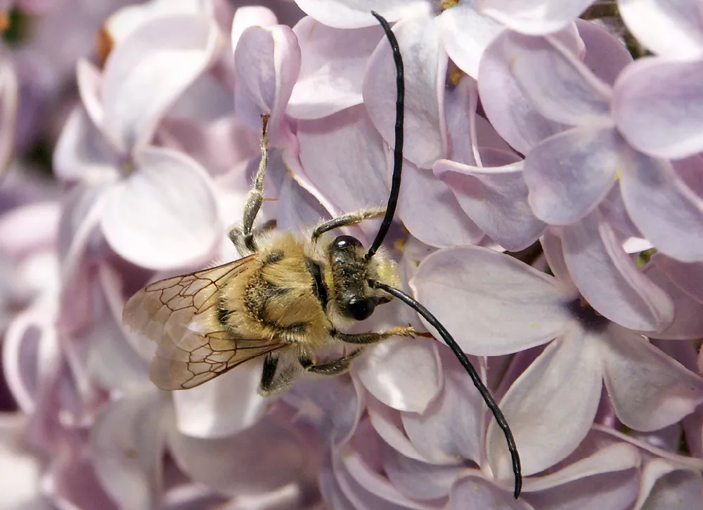 Illustration d'une abeille pour évoquer le diagnostic de son jardin
