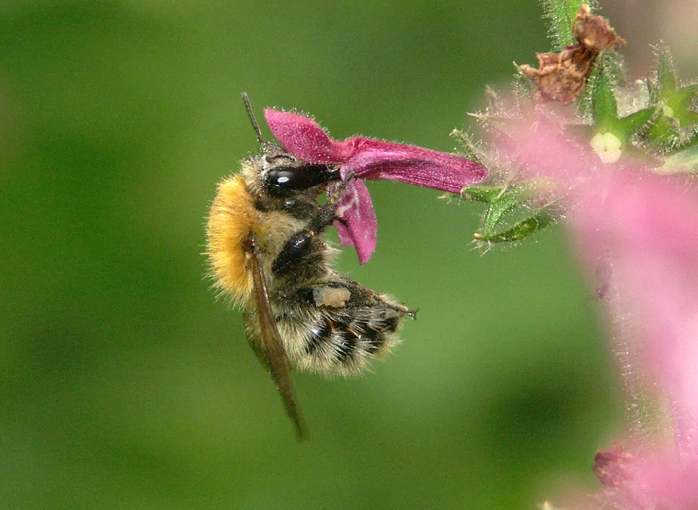 Illustration d'un pollinisateur avec cette photo d'un Bombus pascuorum sur une plante vivace
