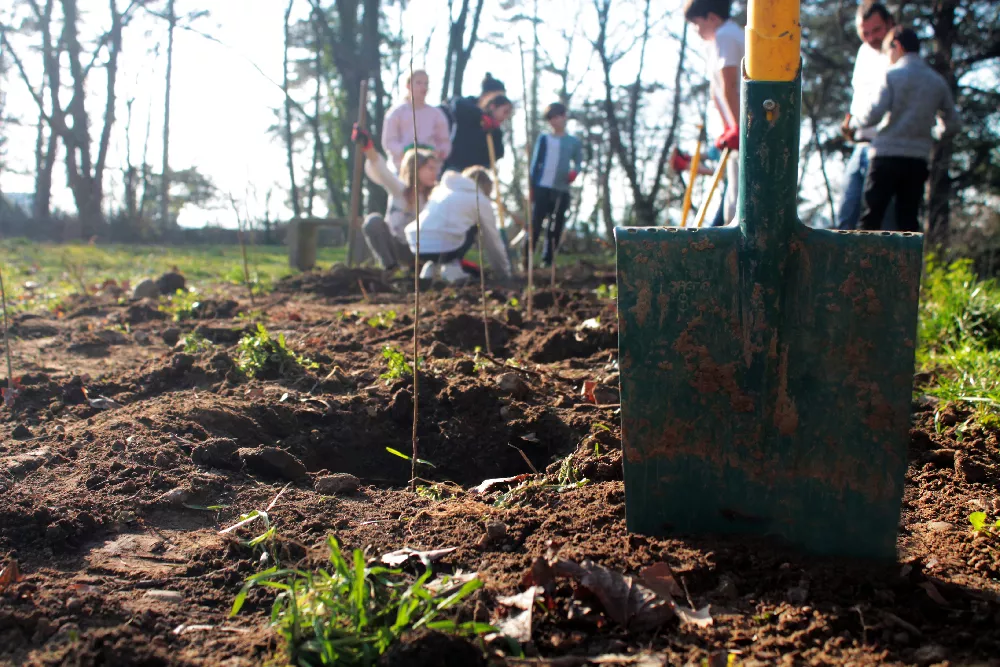 Illustration d'une session de plantation d'arbre pour évoquer la page sur les étapes d'une plantation de haies réussie