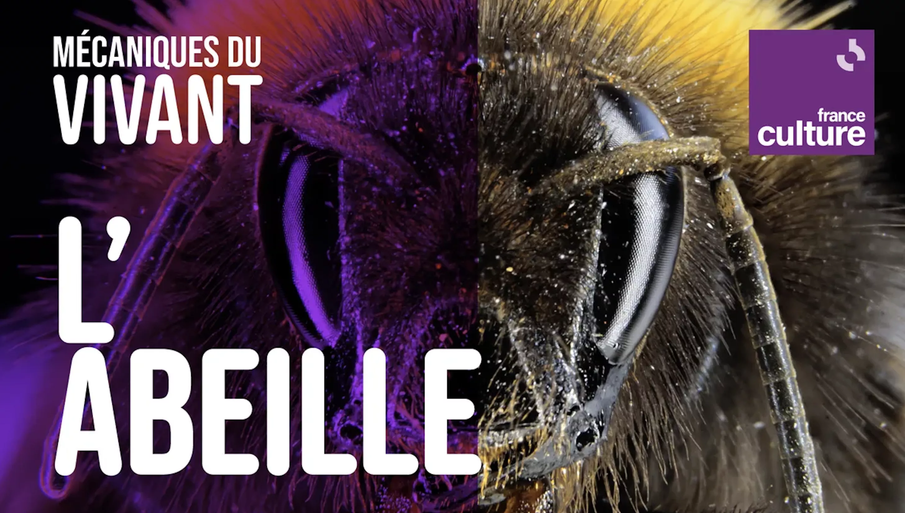 Mécanique du Vivant l'abeille
