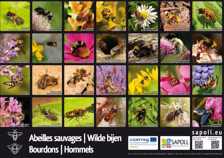 Illustration du poster sur les abeilles sauvages