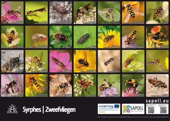 Illustration du poster sur les syrphes
